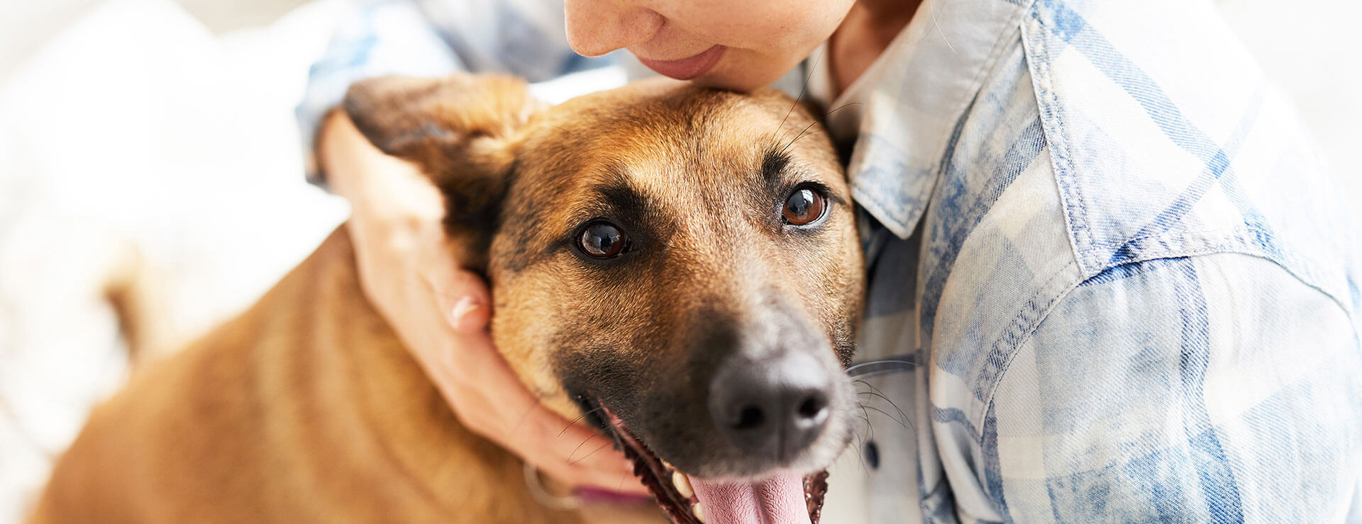 A happy dog