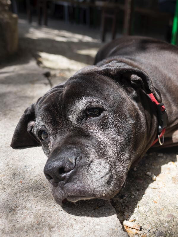A sleepy old dog